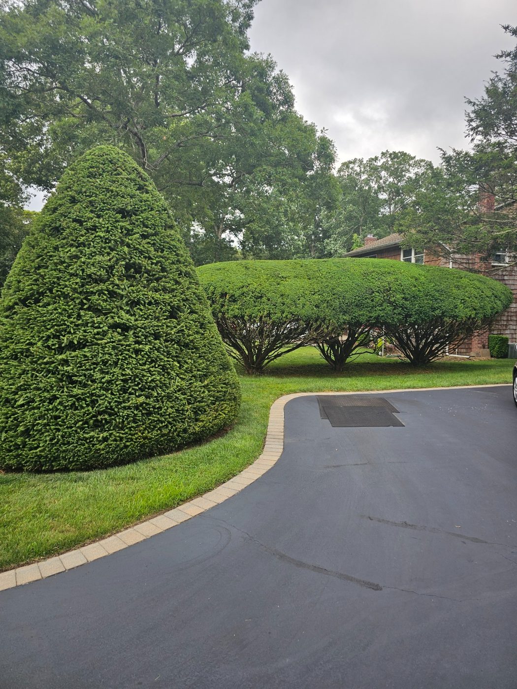 Driveway with rounded and flat shaped hedges after trimming