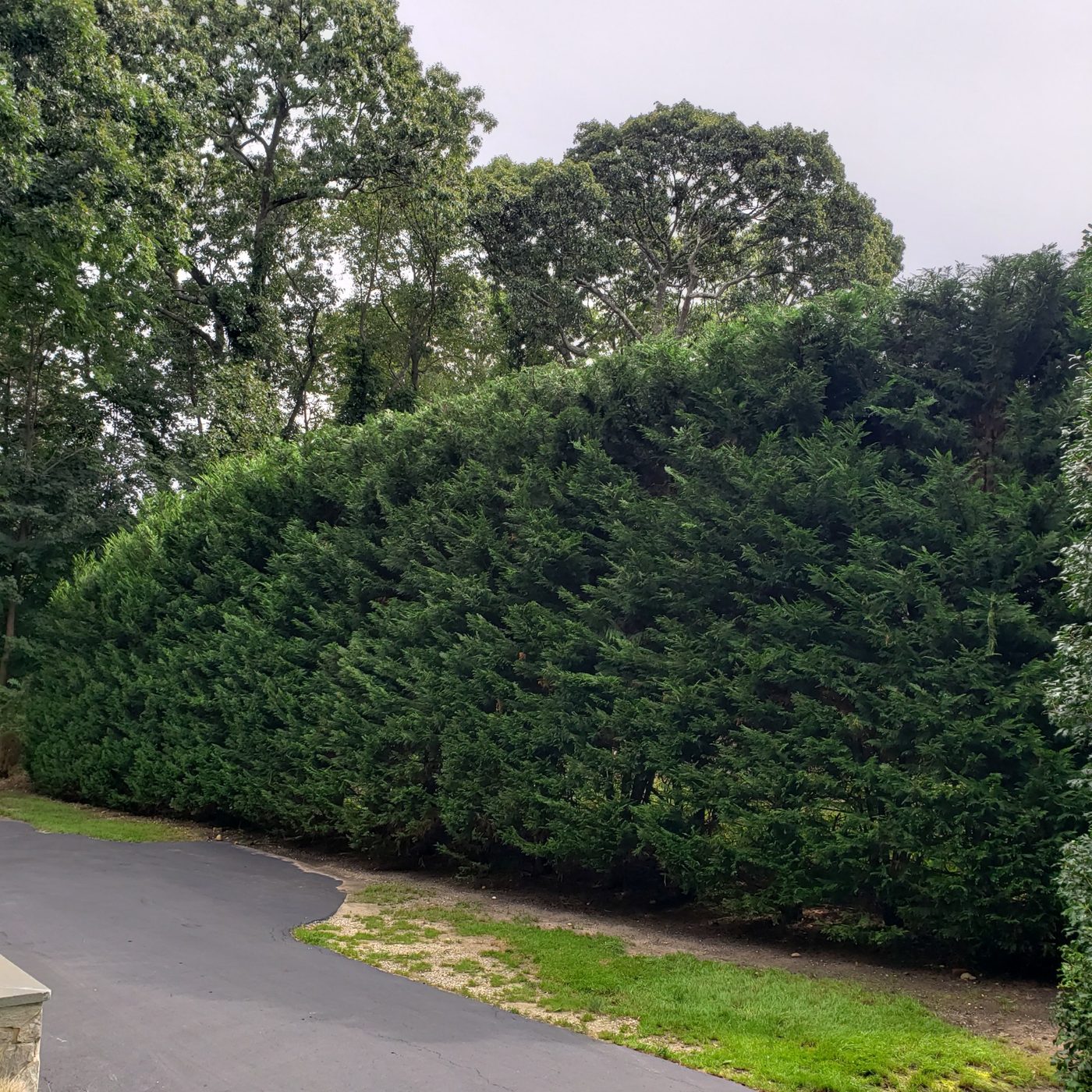 Long evergreen privacy hedge trimmed along a driveway