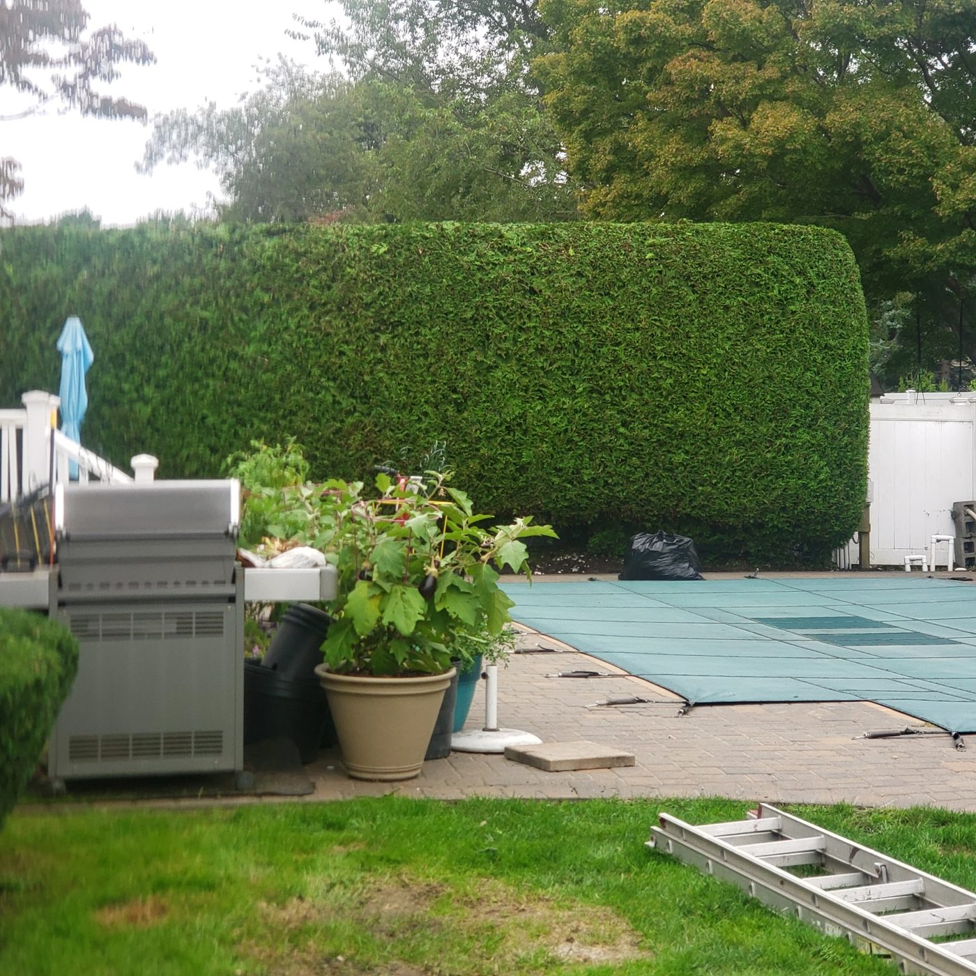 Tall privacy hedge trimmed around a backyard pool area