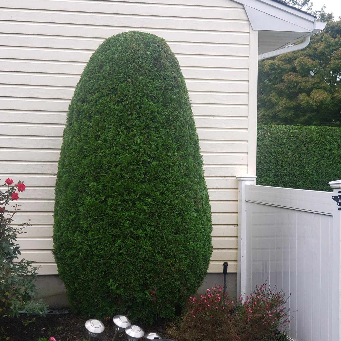 Rounded evergreen shrub neatly trimmed beside a white house