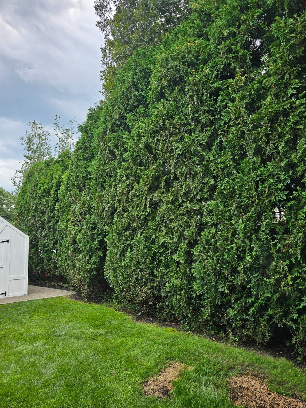 Tall green hedge row trimmed along a lawn