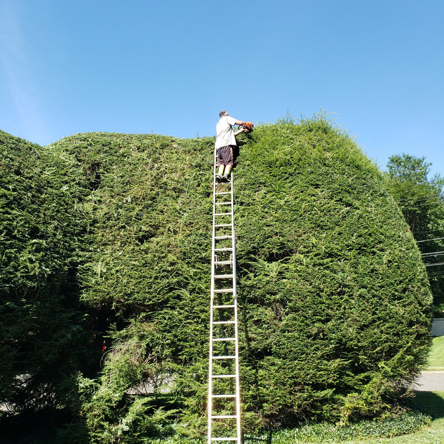 Tall hedge being trimmed from a ladder