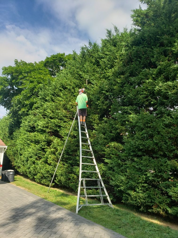 Worker trimming a tall evergreen hedge from a ladder