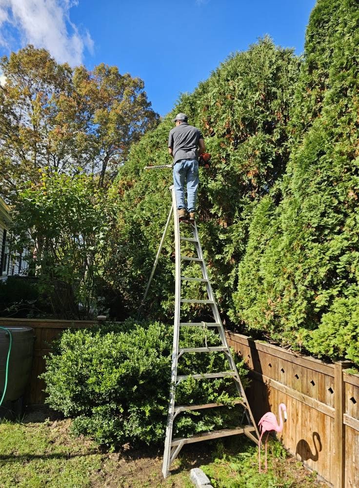 Hedge trimming along a backyard fence with ladder setup