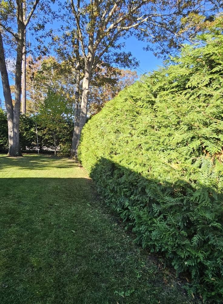 Long bright green hedge after trimming