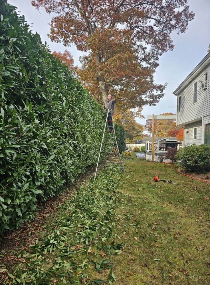 Freshly cut hedge branches after trimming a side yard