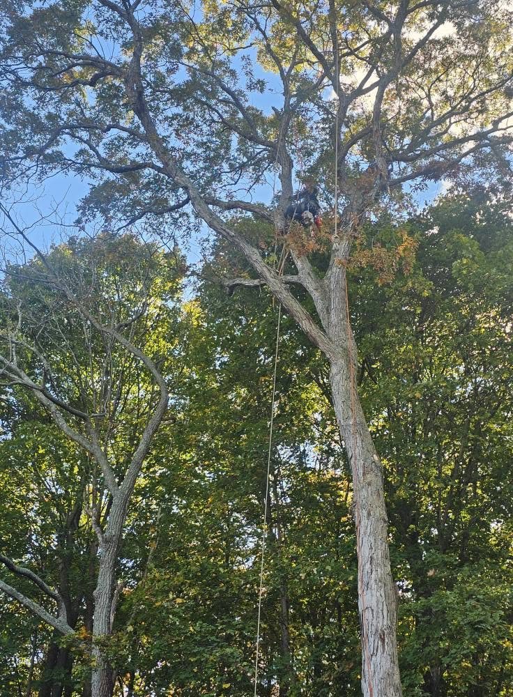 Tree and outdoor maintenance work in progress