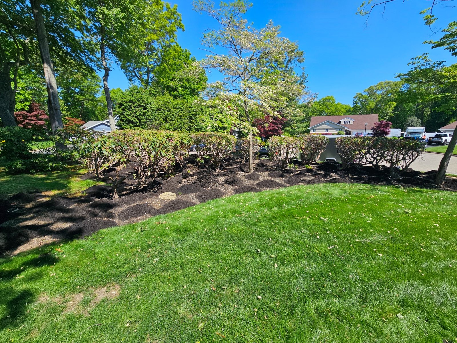 Fresh mulch spread around shrubs and a front yard planting bed