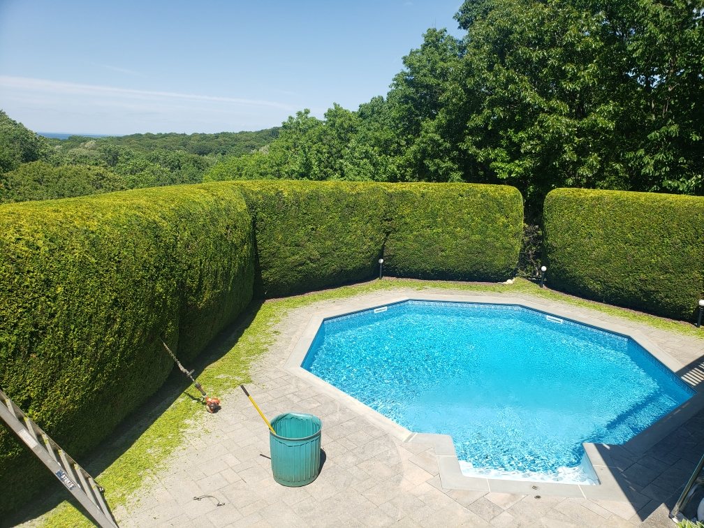 Poolside hedge and patio area after trimming and cleanup